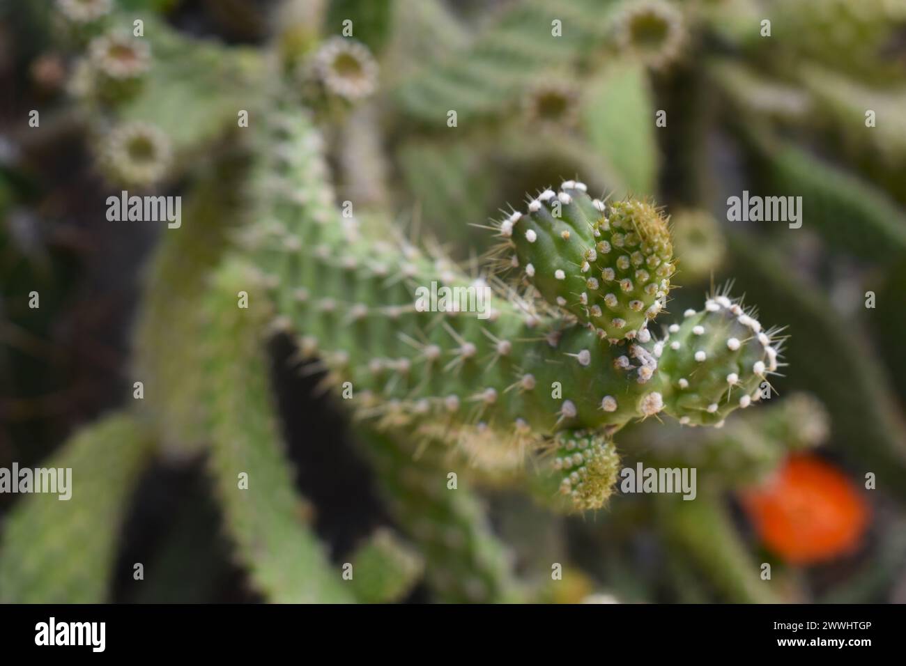 Planta Cactus verde con detalle de espinas. Acercamiento macro Foto Stock