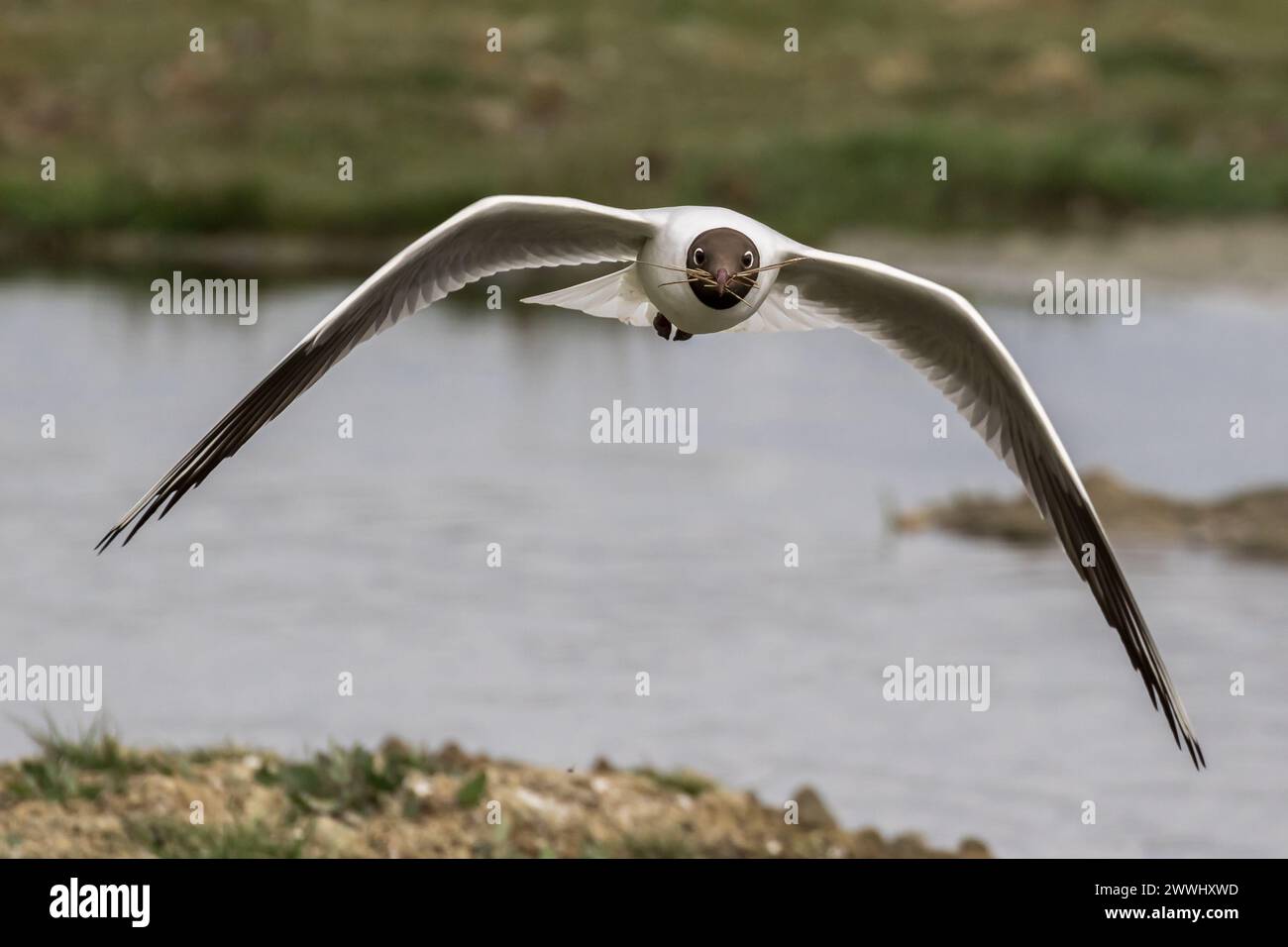 Gabbiano dalla testa nera (Chroicocephalus ridibundus) in volo sull'acqua, portando ramoscelli al nido. Faccia EN. Foto Stock