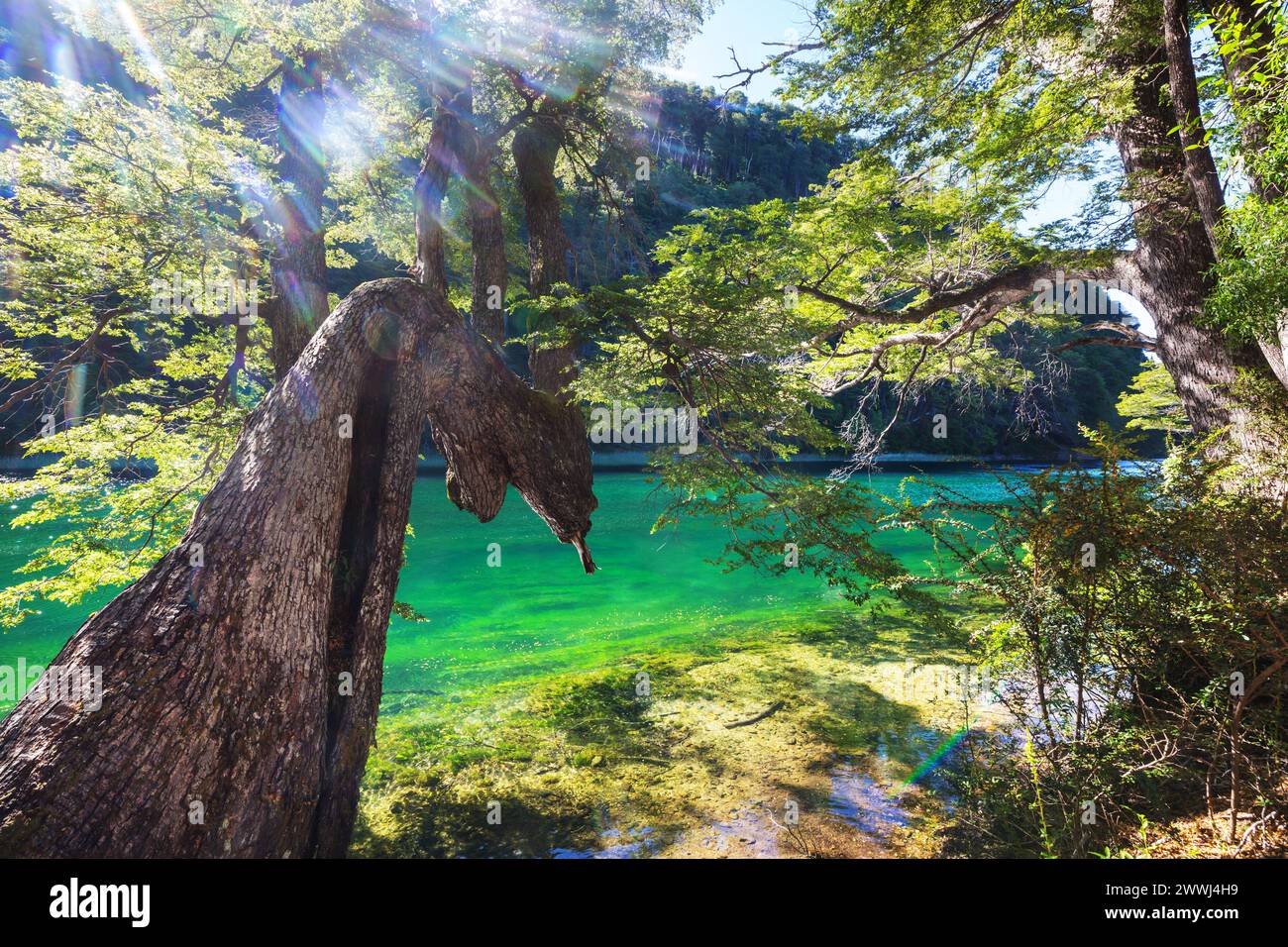 Parco nazionale Los Alerces nella stagione estiva nella provincia di Chubut, Argentina Foto Stock