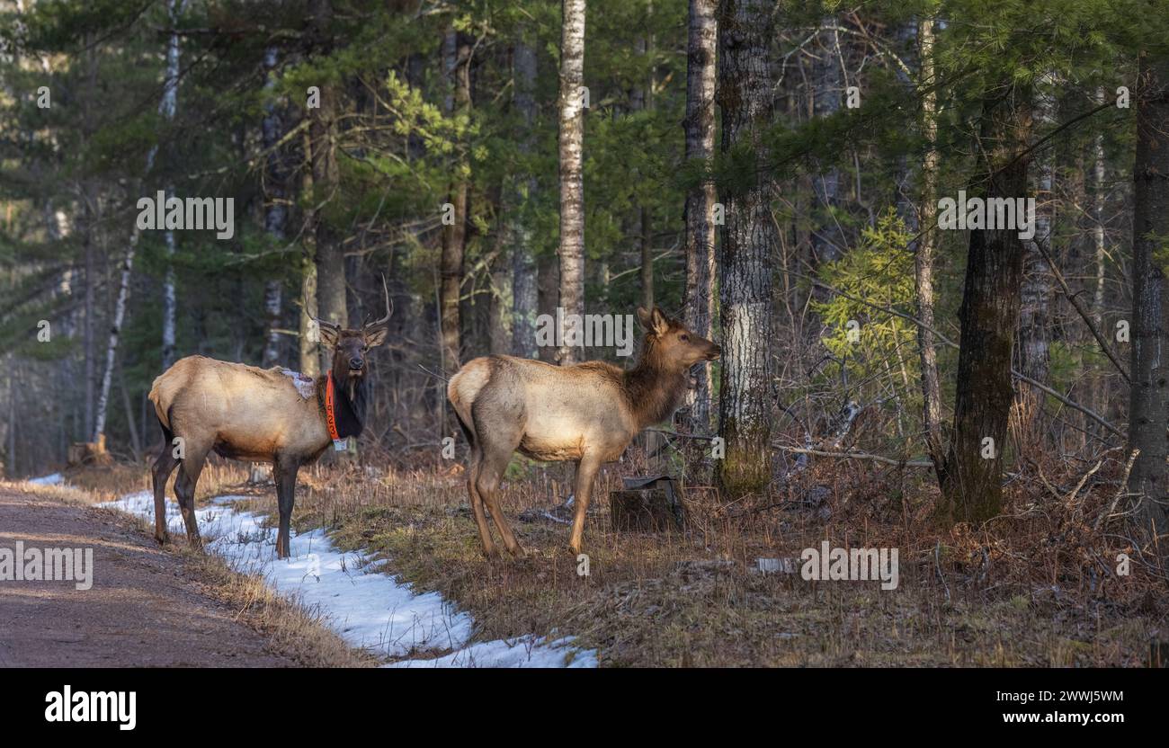 Una mucca e un toro in una serata di marzo a Clam Lake, Wisconsin. Foto Stock