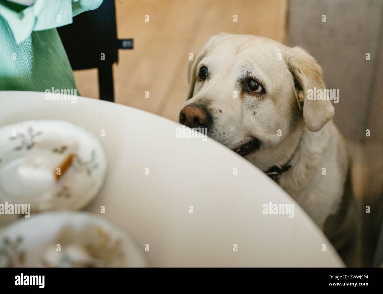 Un cane è seduto su una sedia, fissando direttamente la macchina fotografica in questa foto. Foto Stock