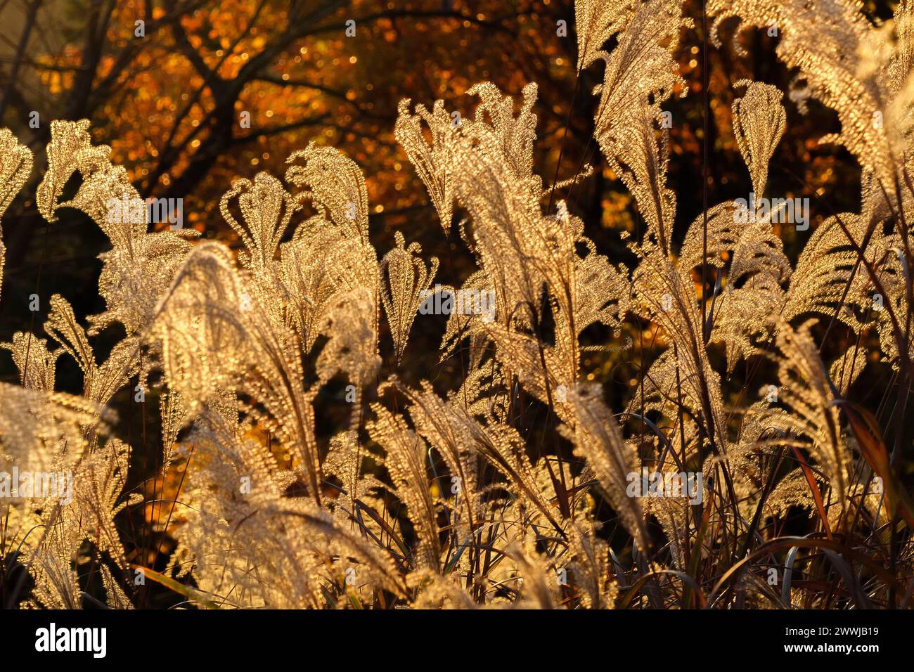 Il miscanto ornamentale retroilluminato o l'erba argentata diventano dorati al tramonto Foto Stock