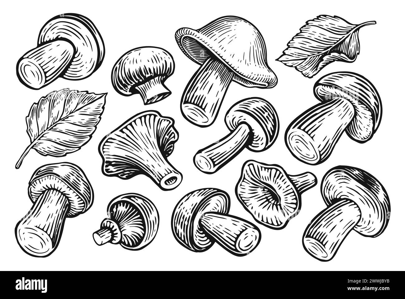 Set di funghi isolati su sfondo bianco. Illustrazione dello schizzo disegnata a mano Illustrazione Vettoriale