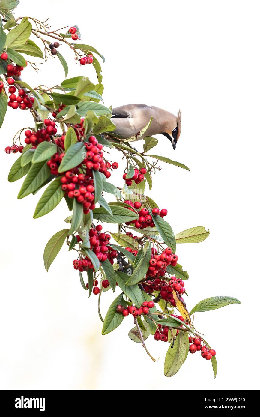 Waxwings nelle bacche Foto Stock