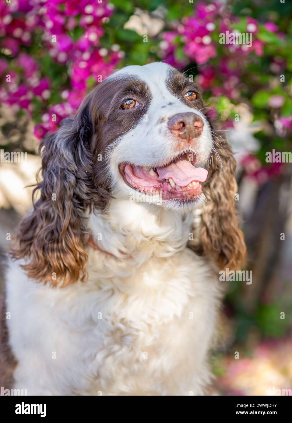 Ritratto all'aperto con luce naturale di un Cocker Spaniel di fronte a un cespuglio viola Foto Stock