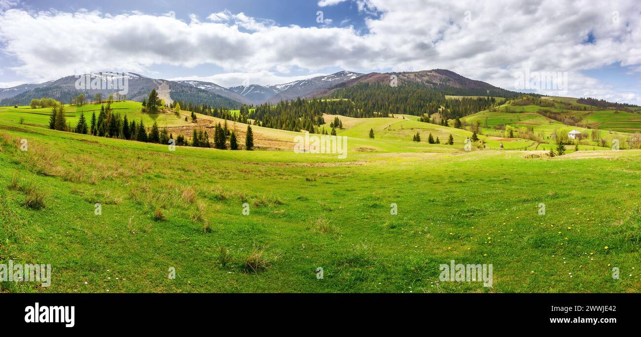 panorama della campagna dei carpazi in primavera. paesaggio rurale montagnoso dell'ucraina con colline ondulate boscose e prati erbosi in una giornata di sole Foto Stock