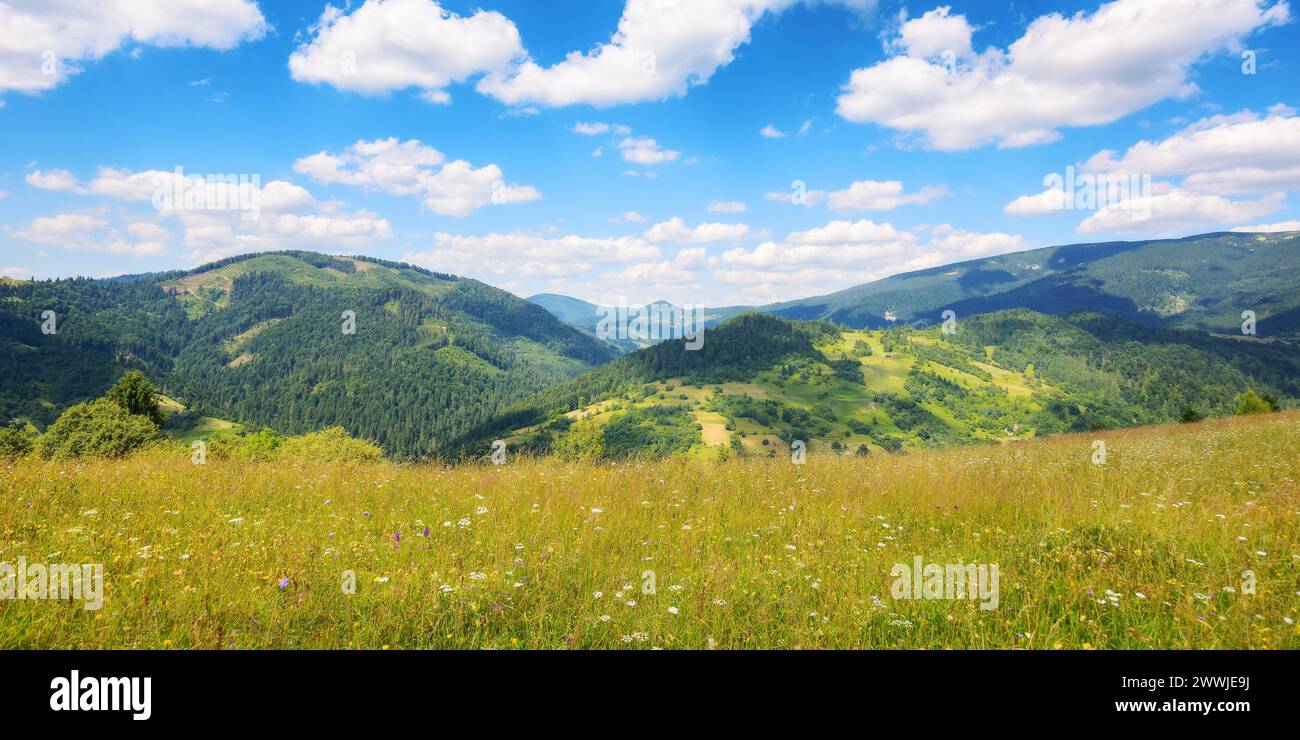 prati erbosi sulle colline degli altopiani ucraini. vita sostenibile nell'area rurale dei carpazi. paesaggio di campagna montuosa in estate Foto Stock