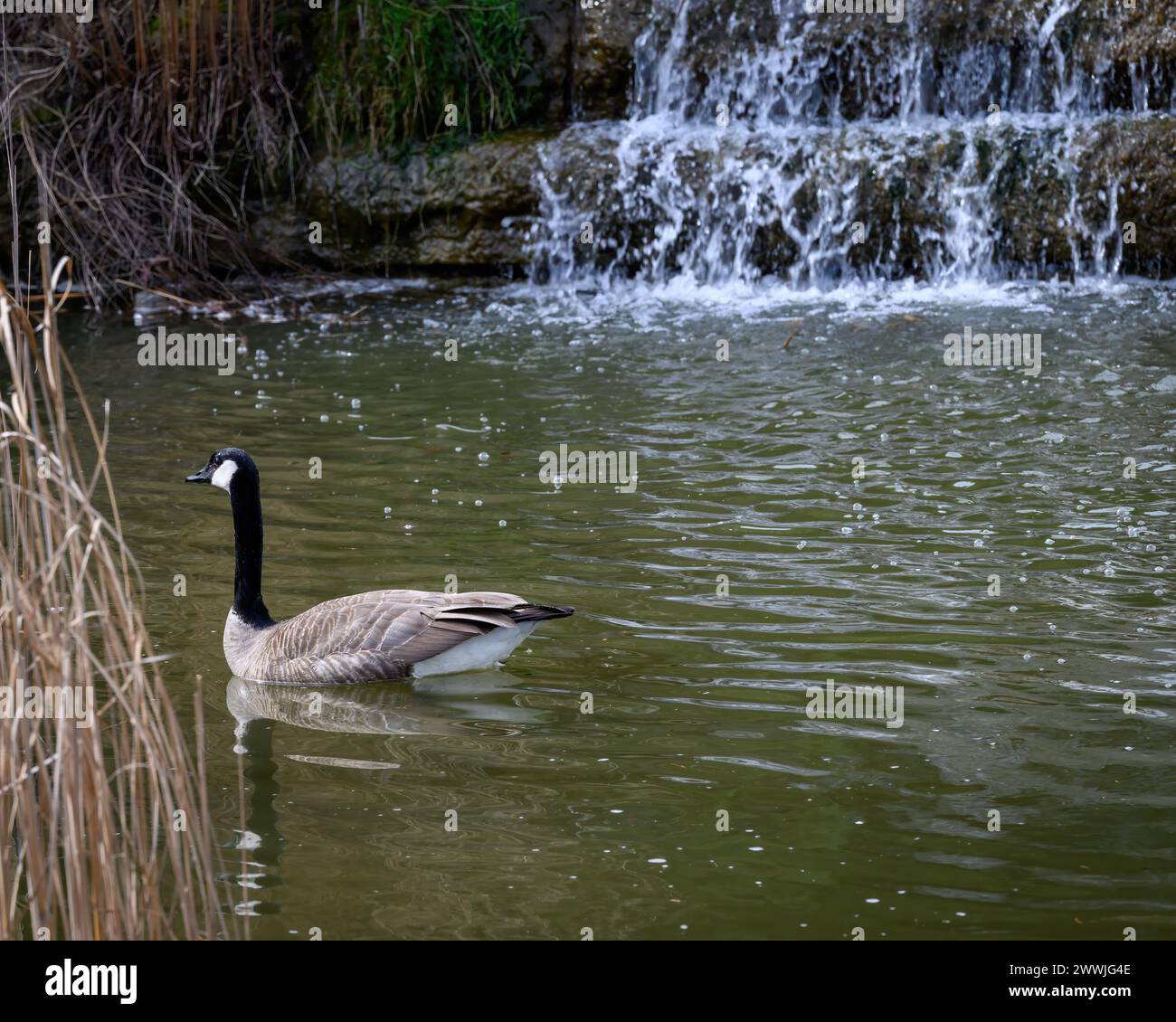 Oca canadese primaverile in uno stagno con una cascata Foto Stock