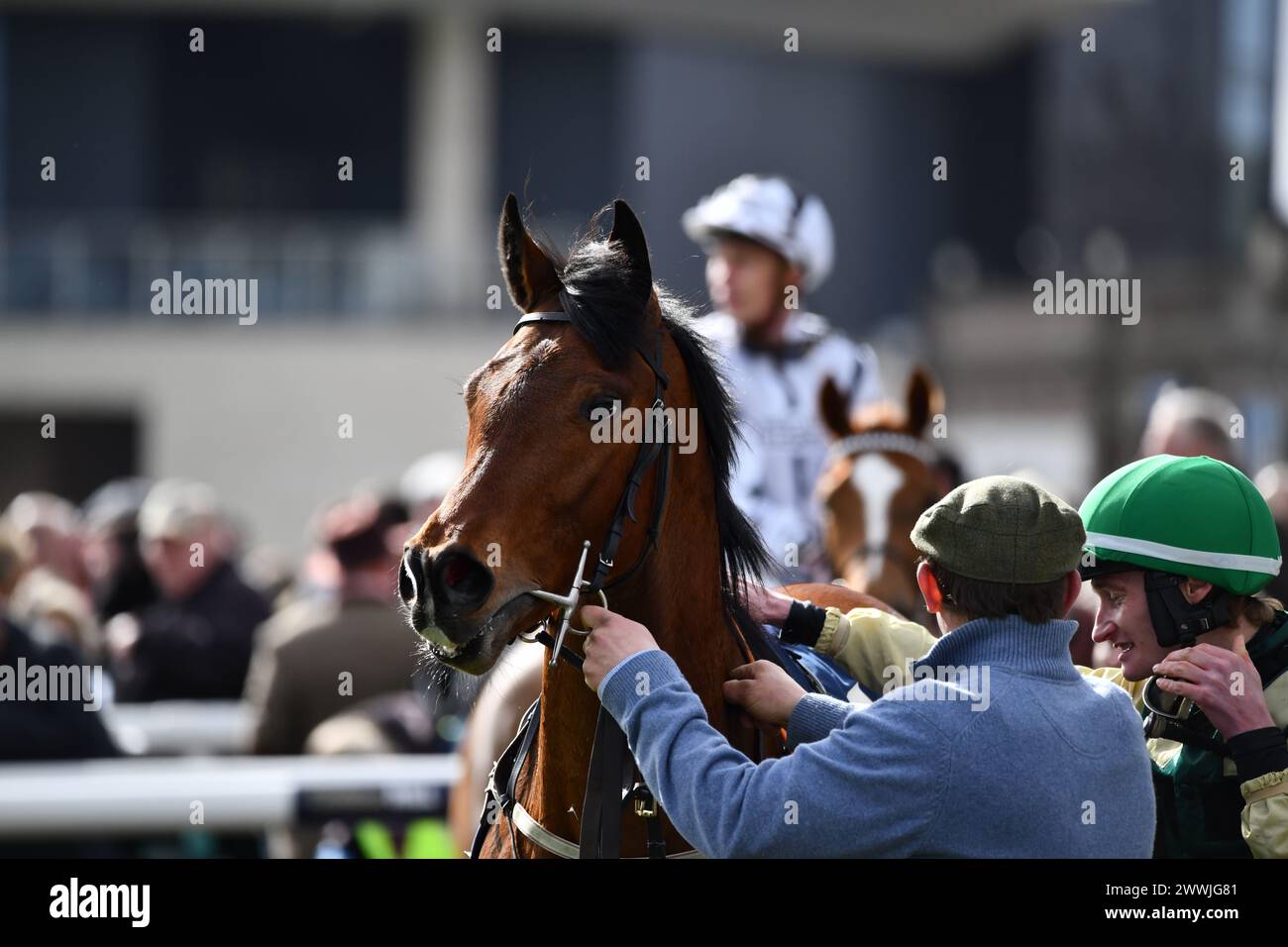 Il TEMPO DI SOLE del cavallo Foto Stock