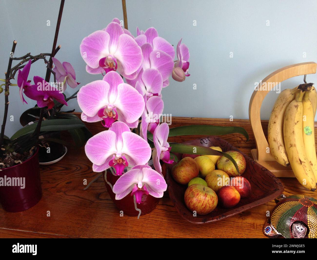 La frutta, le orchidee, le banane e la Phalaenopsis su un tavolo Foto Stock