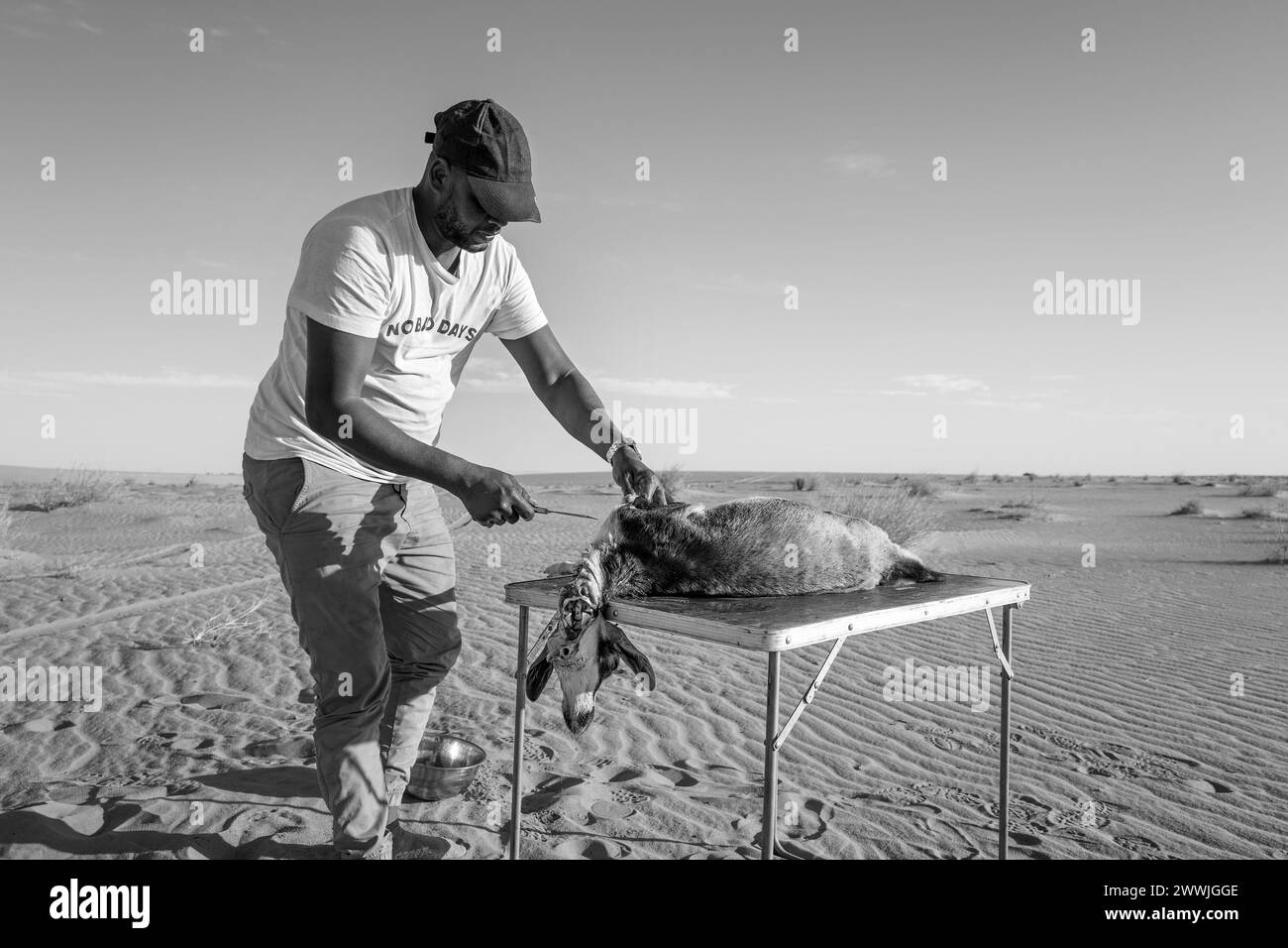 Mauritania, dintorni di Chami, tradizionale rituale di macellazione di capre Foto Stock