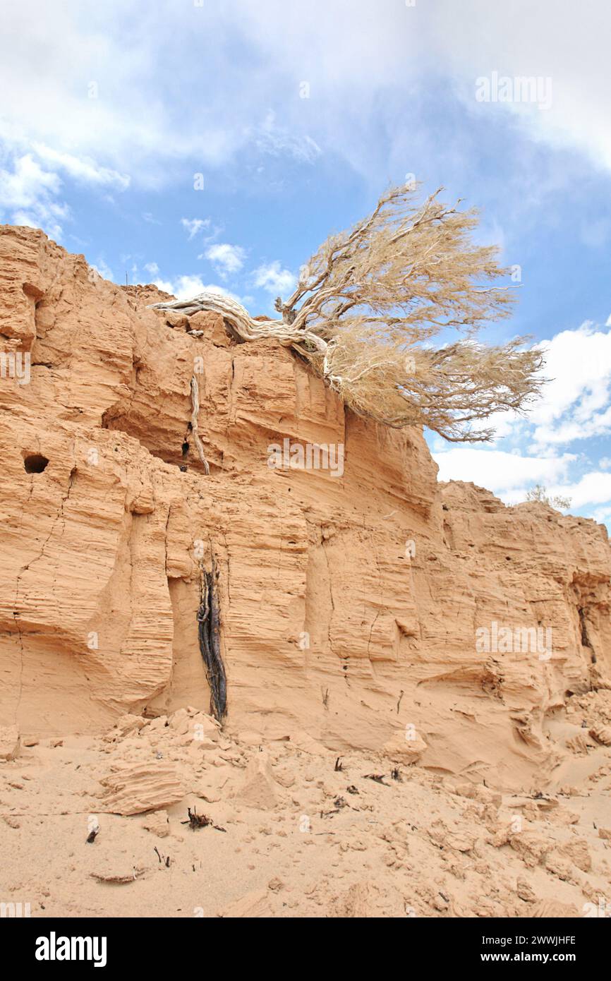 Albero sassulo sul Gobi del deserto mongolo Foto Stock