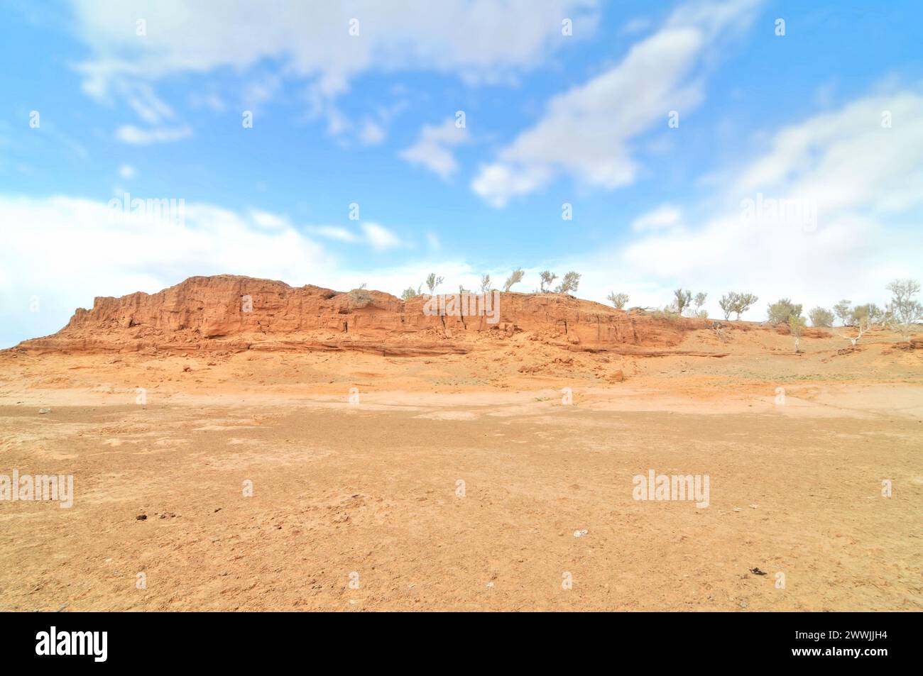 Albero sassulo sul Gobi del deserto mongolo Foto Stock