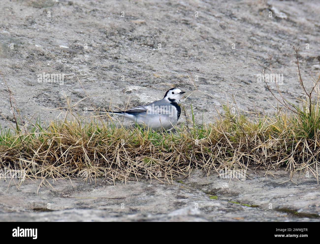 Coda di wagtail bianca, coda di wagtail pied o coda d'acqua, Bachstelze, Wippsteert, Bergeronnette grise, Motacilla alba, barázdabillegető, Georgia, Gruzia Foto Stock