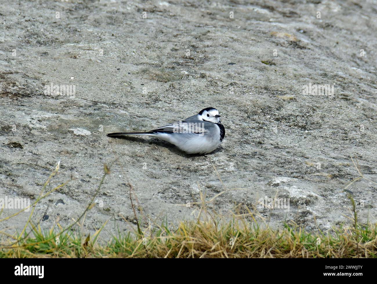 Coda di wagtail bianca, coda di wagtail pied o coda d'acqua, Bachstelze, Wippsteert, Bergeronnette grise, Motacilla alba, barázdabillegető, Georgia, Gruzia Foto Stock