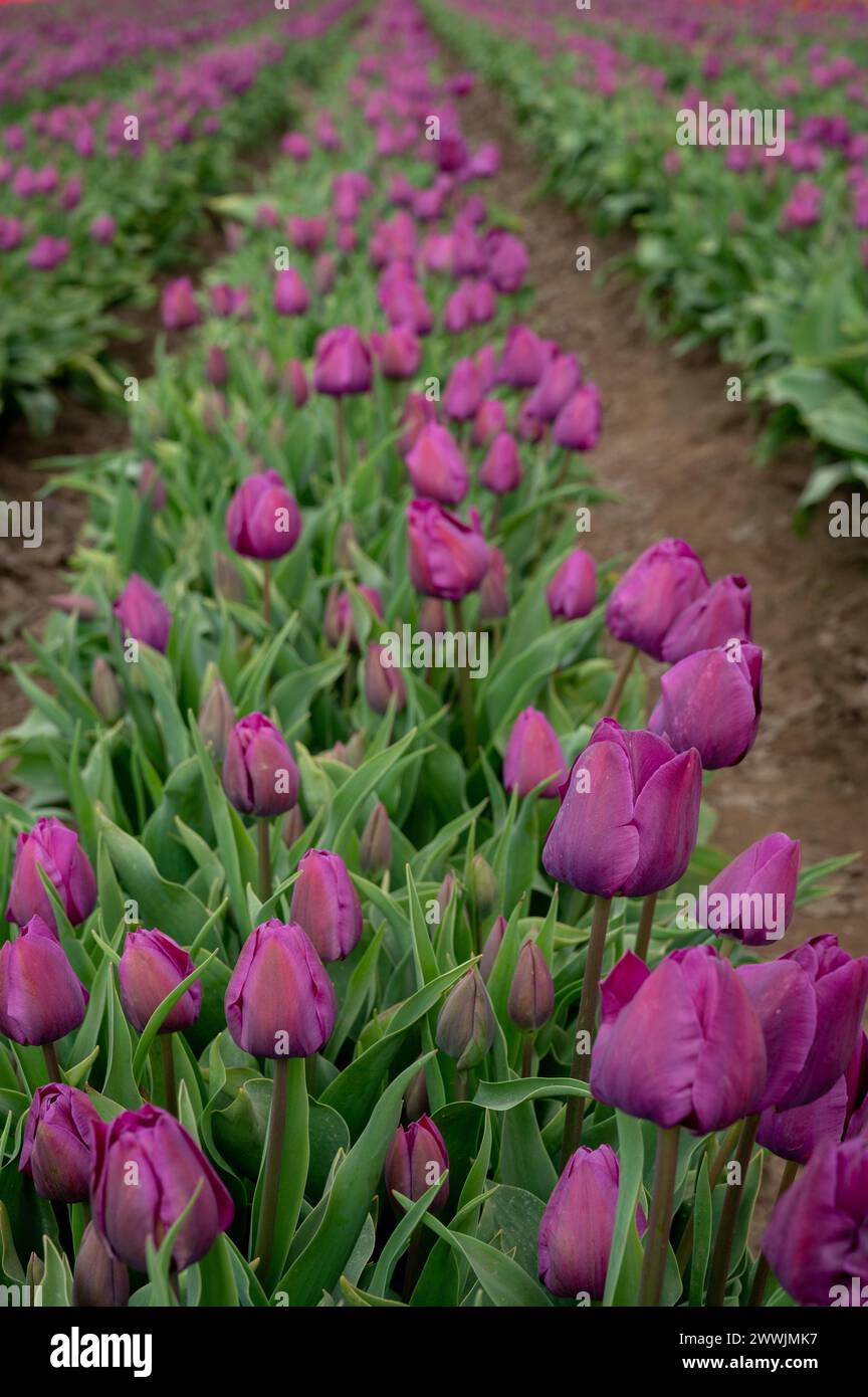 Wooden Shoe Tulip Farm a Woodburn, OREGON Foto Stock