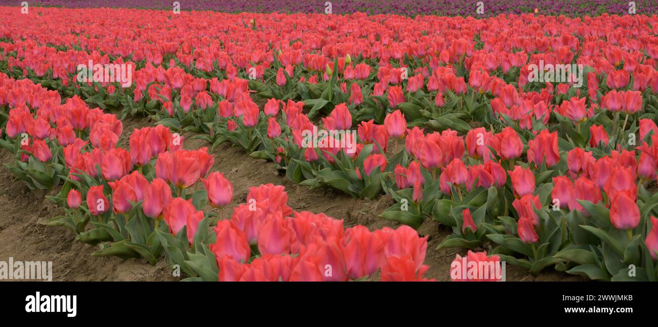 Wooden Shoe Tulip Farm a Woodburn, OREGON Foto Stock
