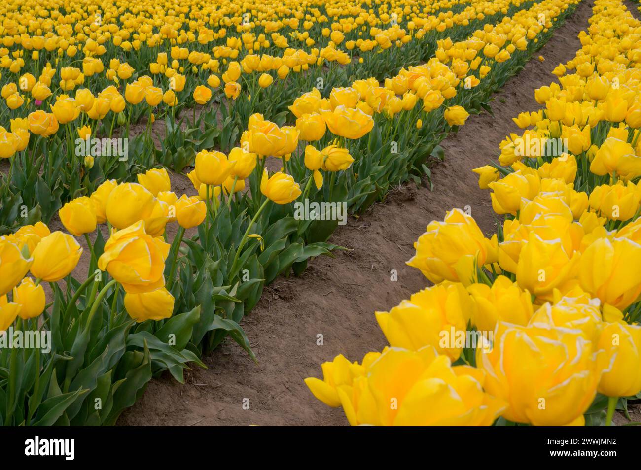 Wooden Shoe Tulip Farm a Woodburn, OREGON Foto Stock