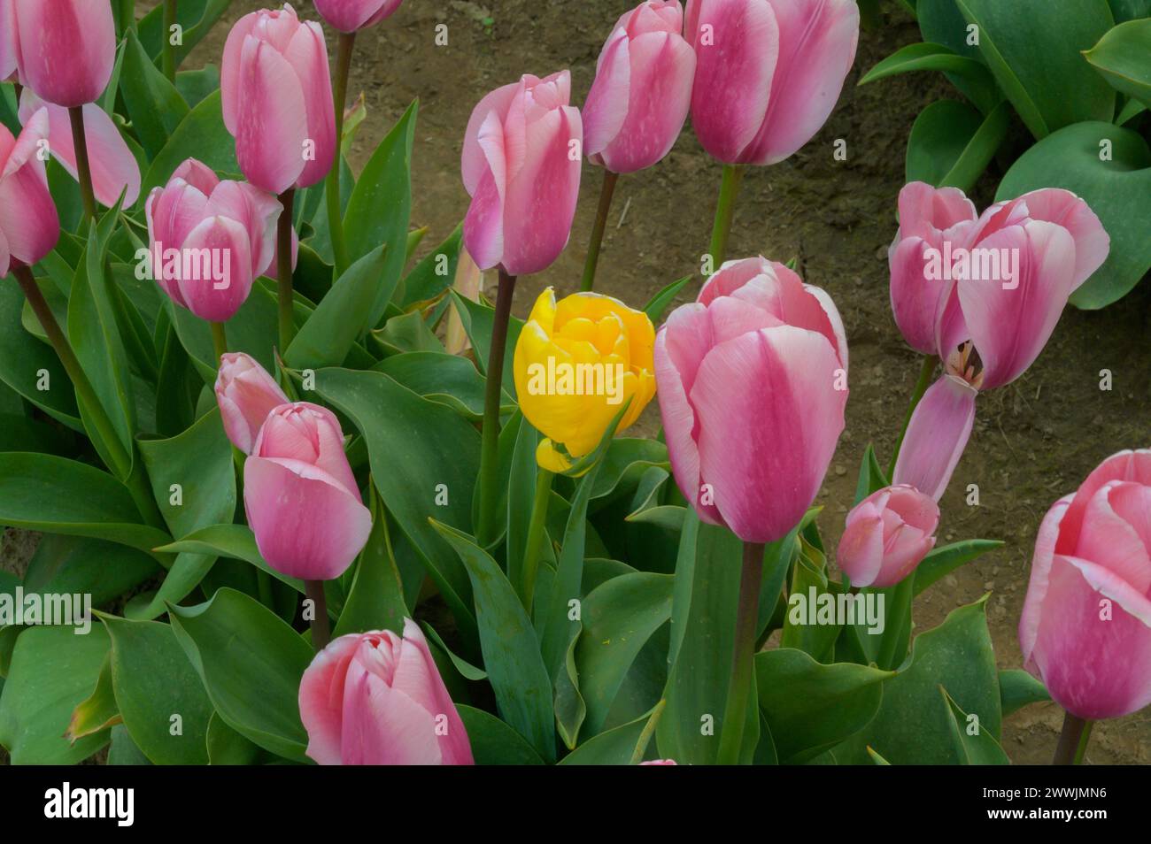 Wooden Shoe Tulip Farm a Woodburn, OREGON Foto Stock