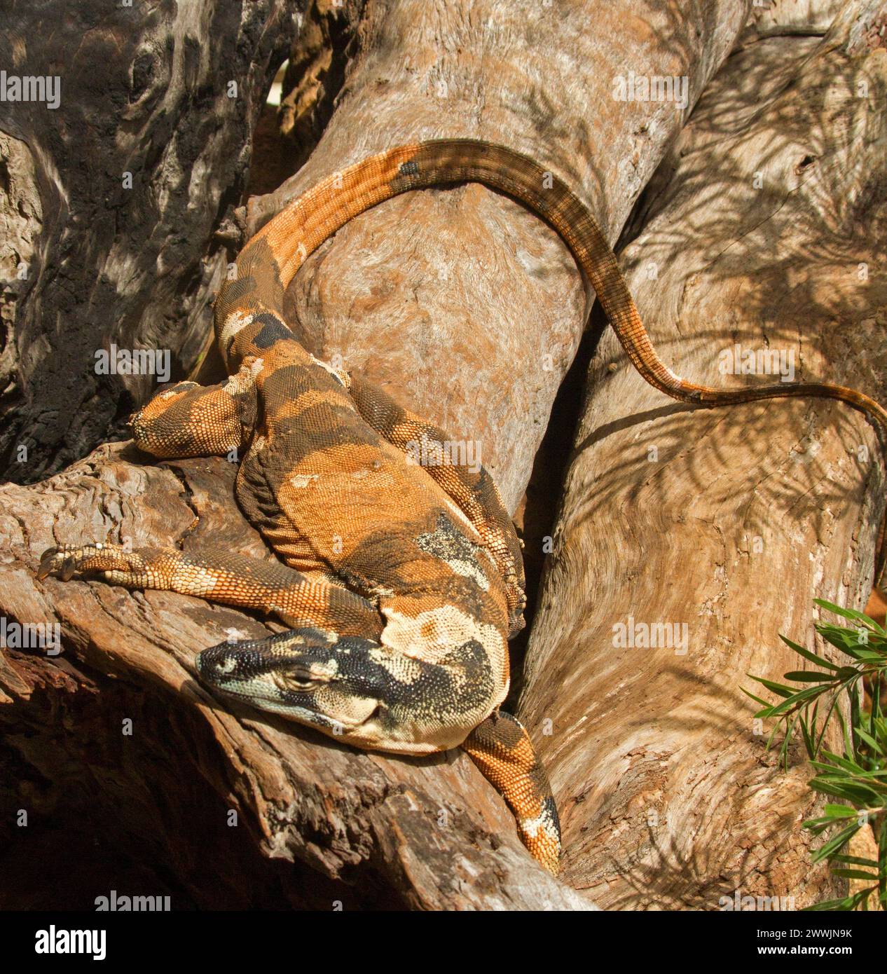 Lucertola australiana, Lace monitor / Goanna - Varanus varius 'forma campane' su un tronco Foto Stock