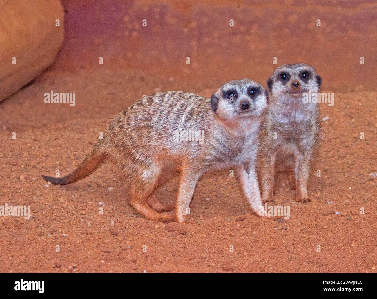 Due carni africane, Suricata suricatta, in piedi fianco a fianco su un terreno di sabbia rossa che fissa la macchina fotografica Foto Stock