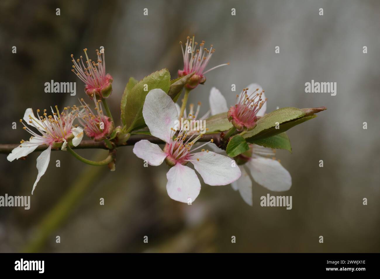 Myrobolan (Prunus cerasifera) Prunus cerasifera in fiore Foto Stock