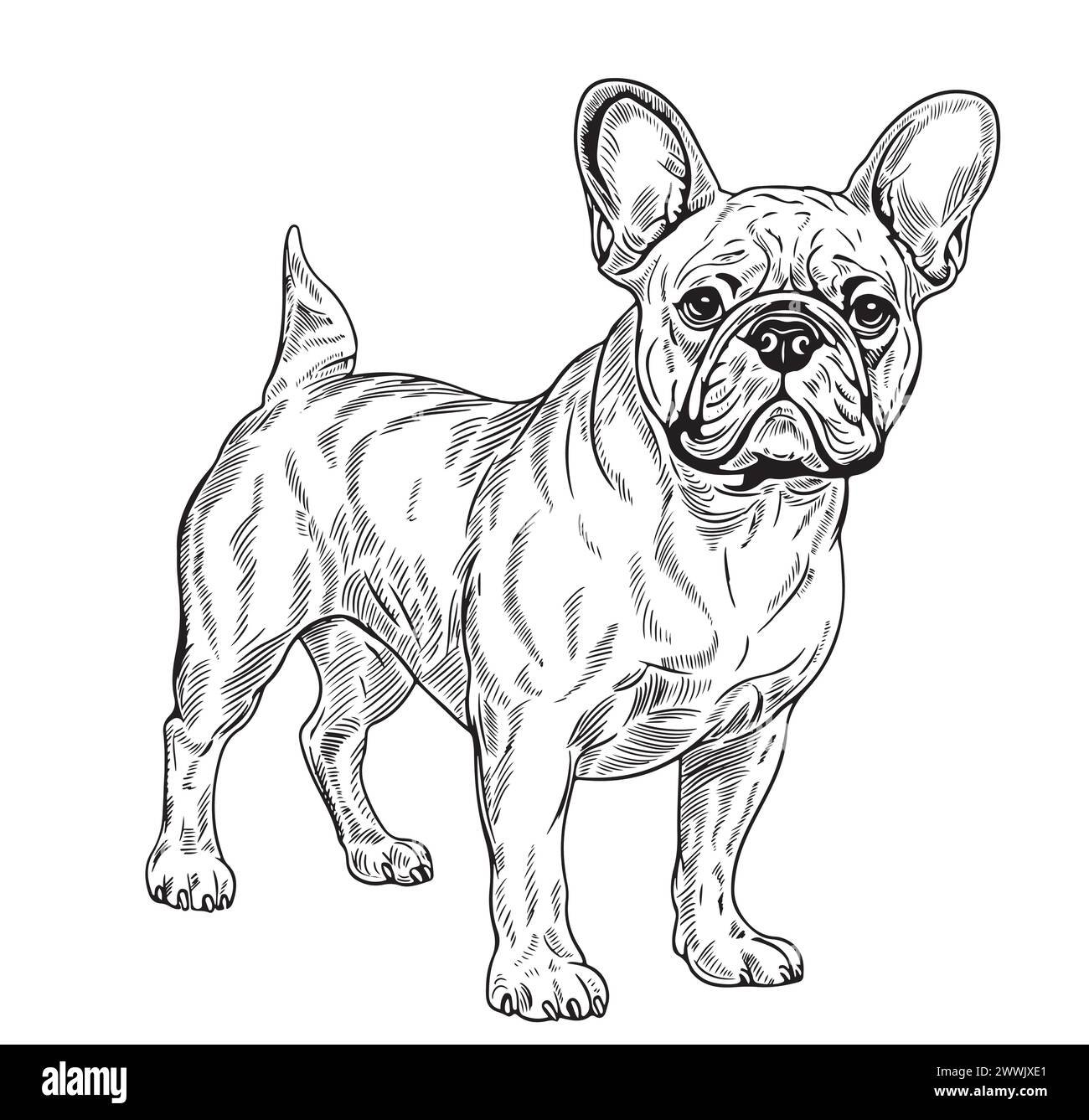Bulldog francese - disegnato a mano. Illustrazione vettoriale. Illustrazione Vettoriale