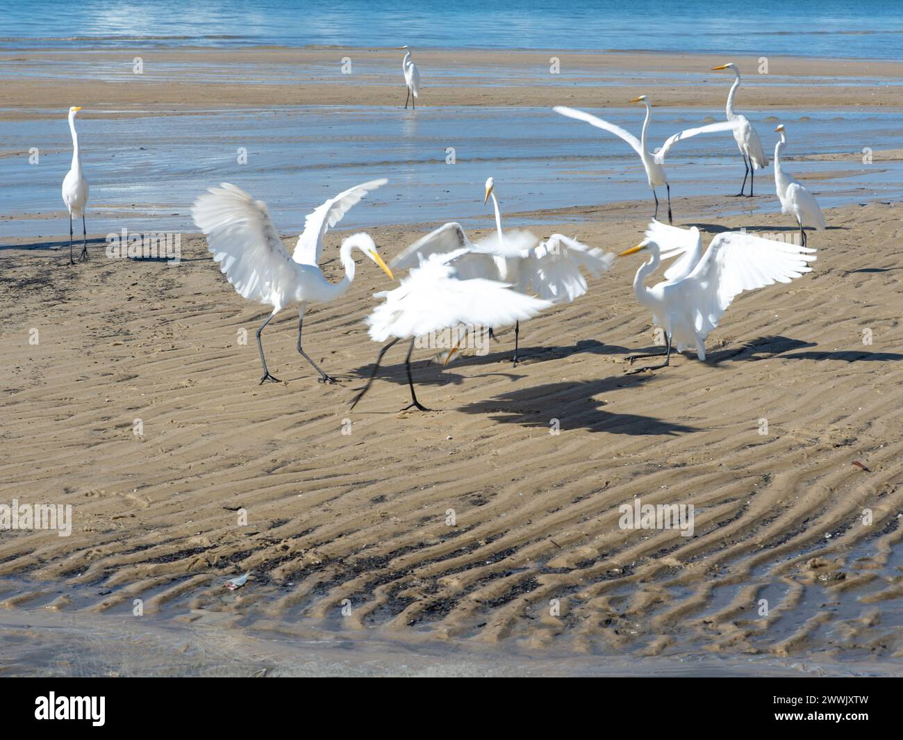 Aironi sul bordo di una spiaggia in cerca di cibo. Uccelli marini. Animali selvatici. Foto Stock