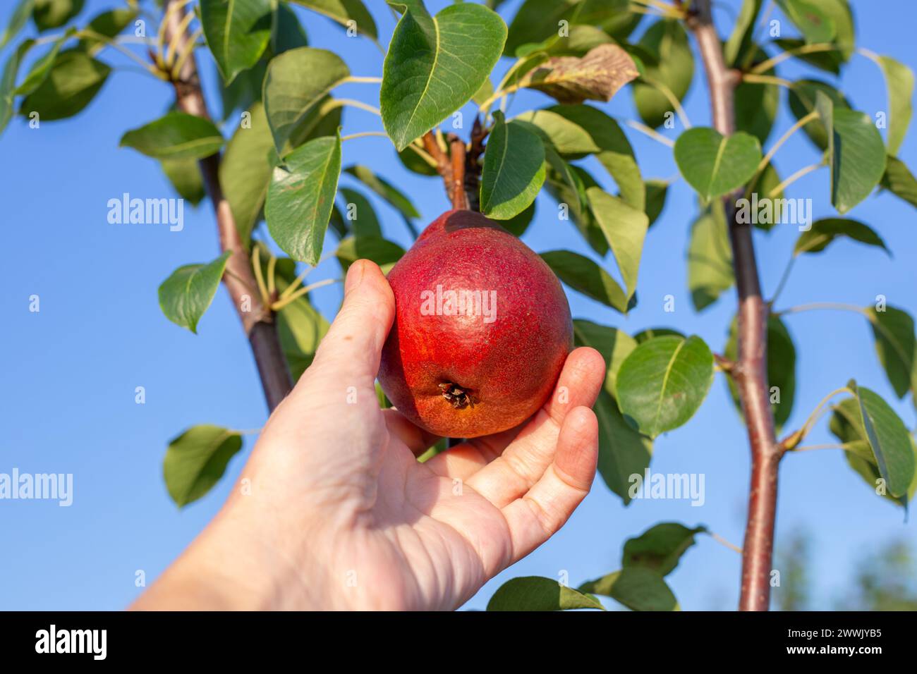 agricoltore che raccoglie pere rosse da un albero nel giardino. Raccolta della frutta. Foto Stock