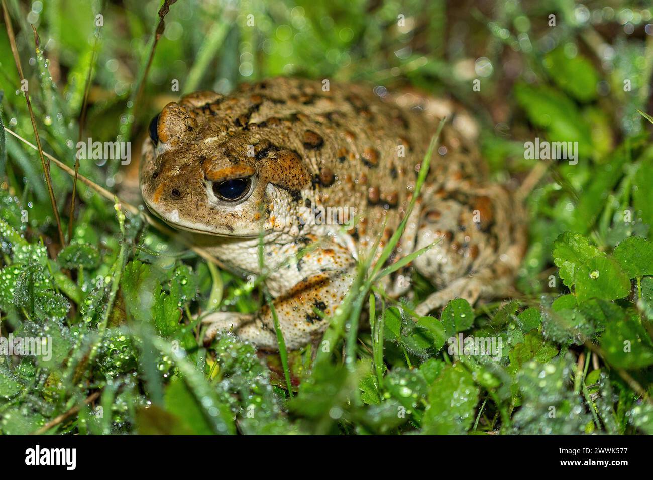 California Toad - adulti. Joseph D. Grant County Park, Santa Clara County, California, Stati Uniti. Foto Stock