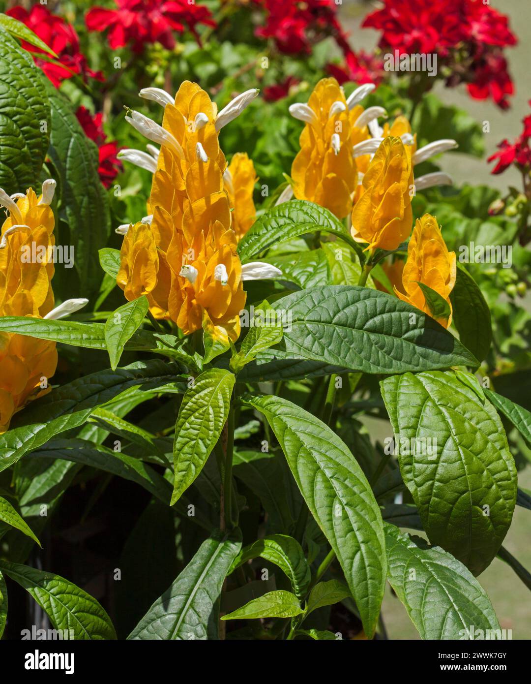 Alti bratti gialli dorati, fiori bianchi e foglie verdi brillanti di arbusto sempreverde Pachystachys lutea, candele dorate, in un giardino australiano Foto Stock