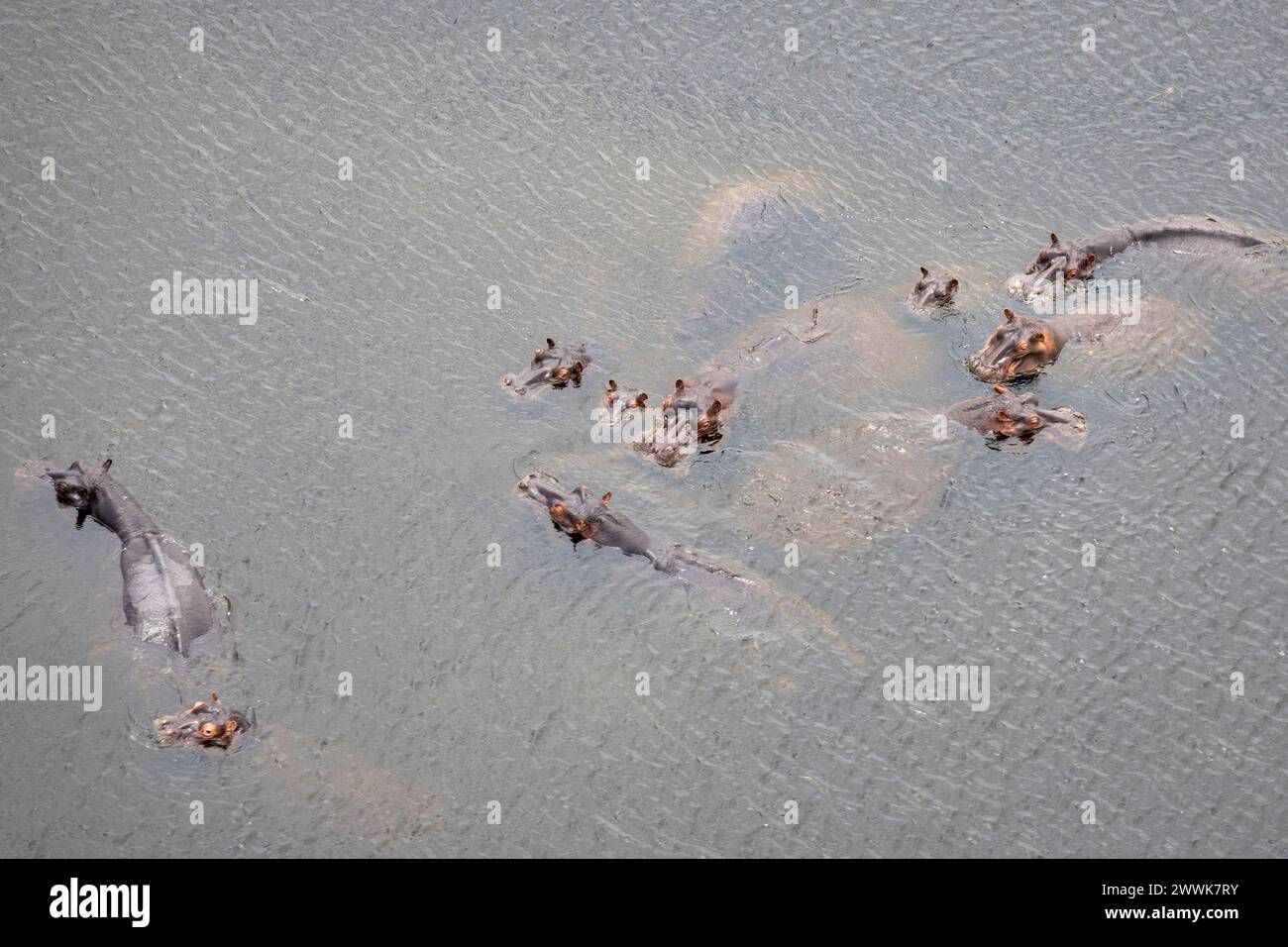 Vista aerea dell'ippopotamo in acqua da un elicottero in Botswana, Africa Foto Stock