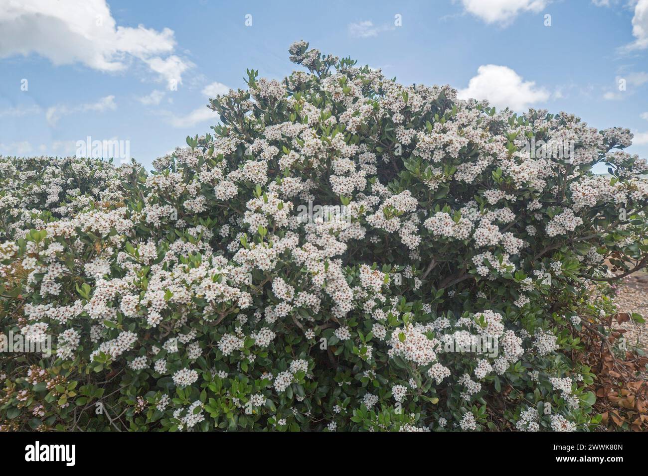 Rhaphiolepsis indica, Biancospino indiano, arbusto sempreverde grande e denso ricoperto da masse di fiori profumati bianchi sotto un cielo blu in Australia Foto Stock