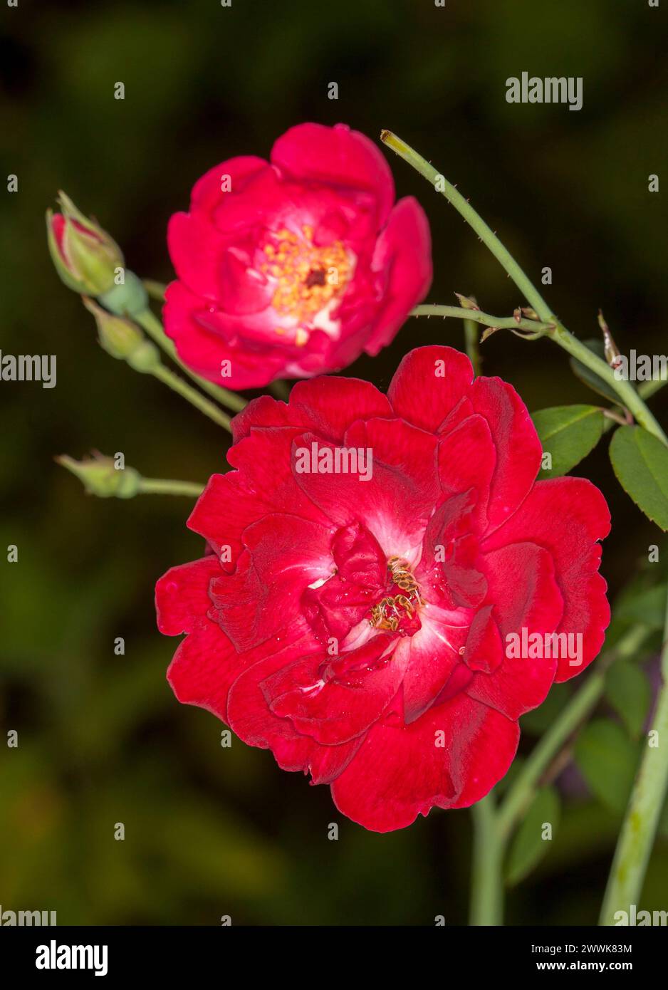 Rose e boccioli di fiori rossi vivaci su sfondo verde scuro. Foto Stock