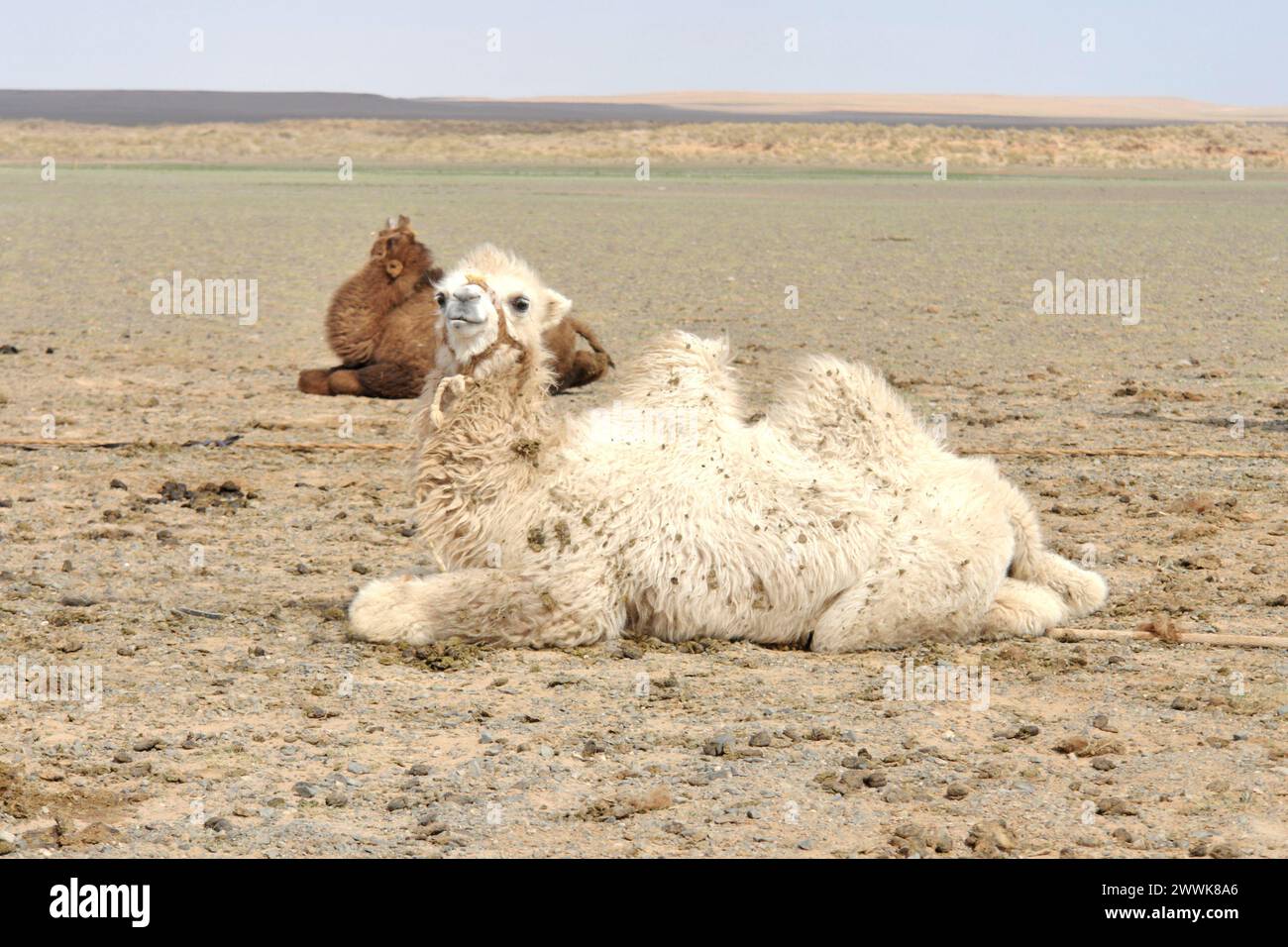 Il cammello battriano in Mongolia Foto Stock
