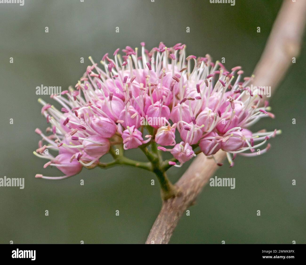 Fiori rosa a grappolo di Melicope elleryana, albero di sughero nativo dell'Australia, su sfondo verde chiaro Foto Stock