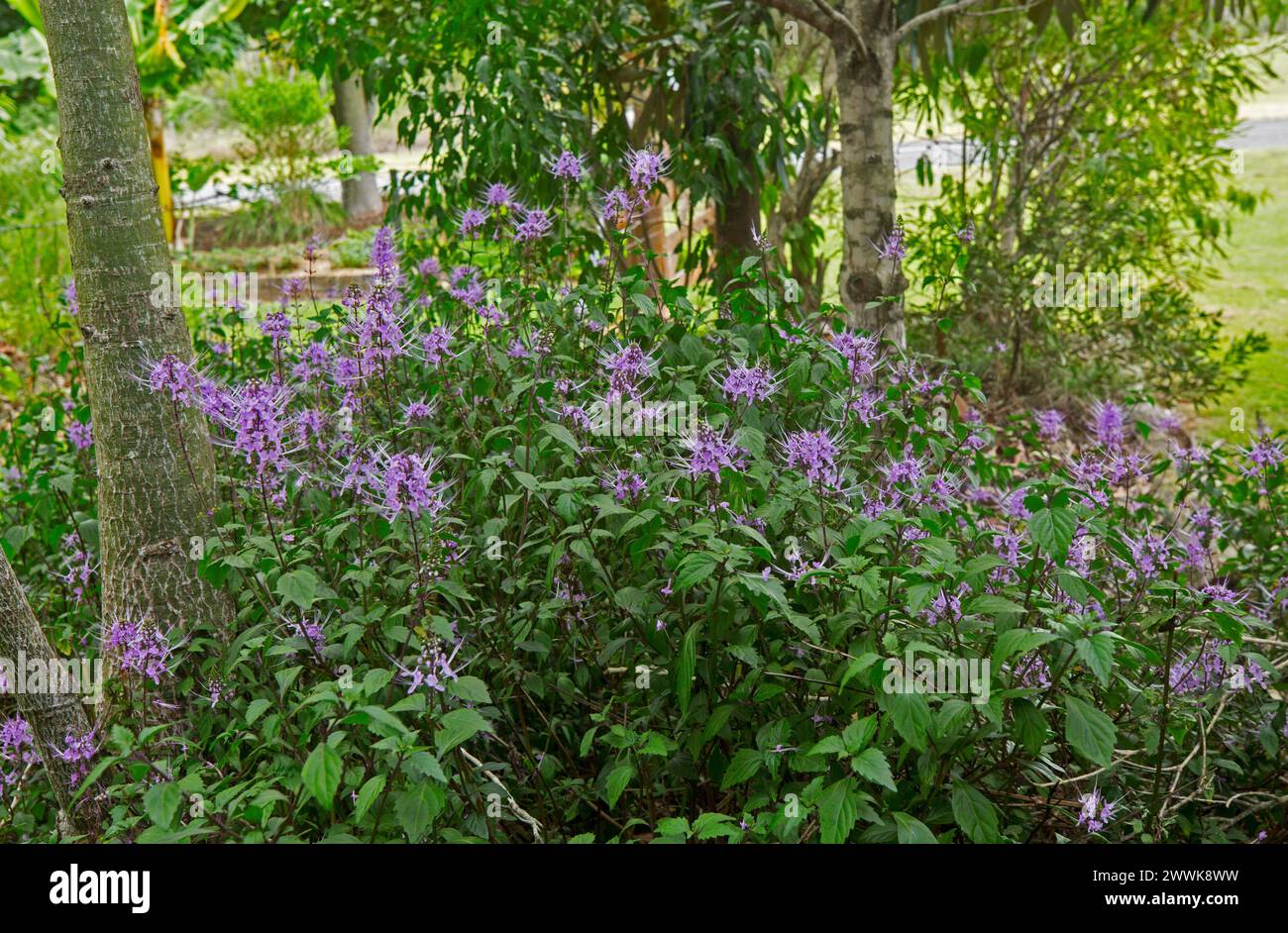 Pianta perenne nativa australiana, Orthosiphon aristatus, Cat's Whiskers, con fiori di malva/rosa, che cresce tra gli alberi in un giardino Foto Stock
