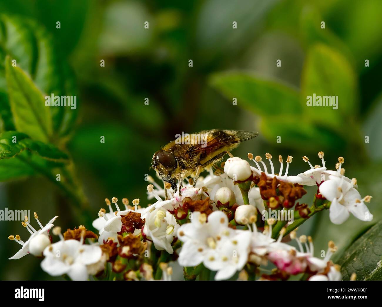 Ape miele selvatica, api che raccolgono polline su fiori bianchi in primavera Foto Stock