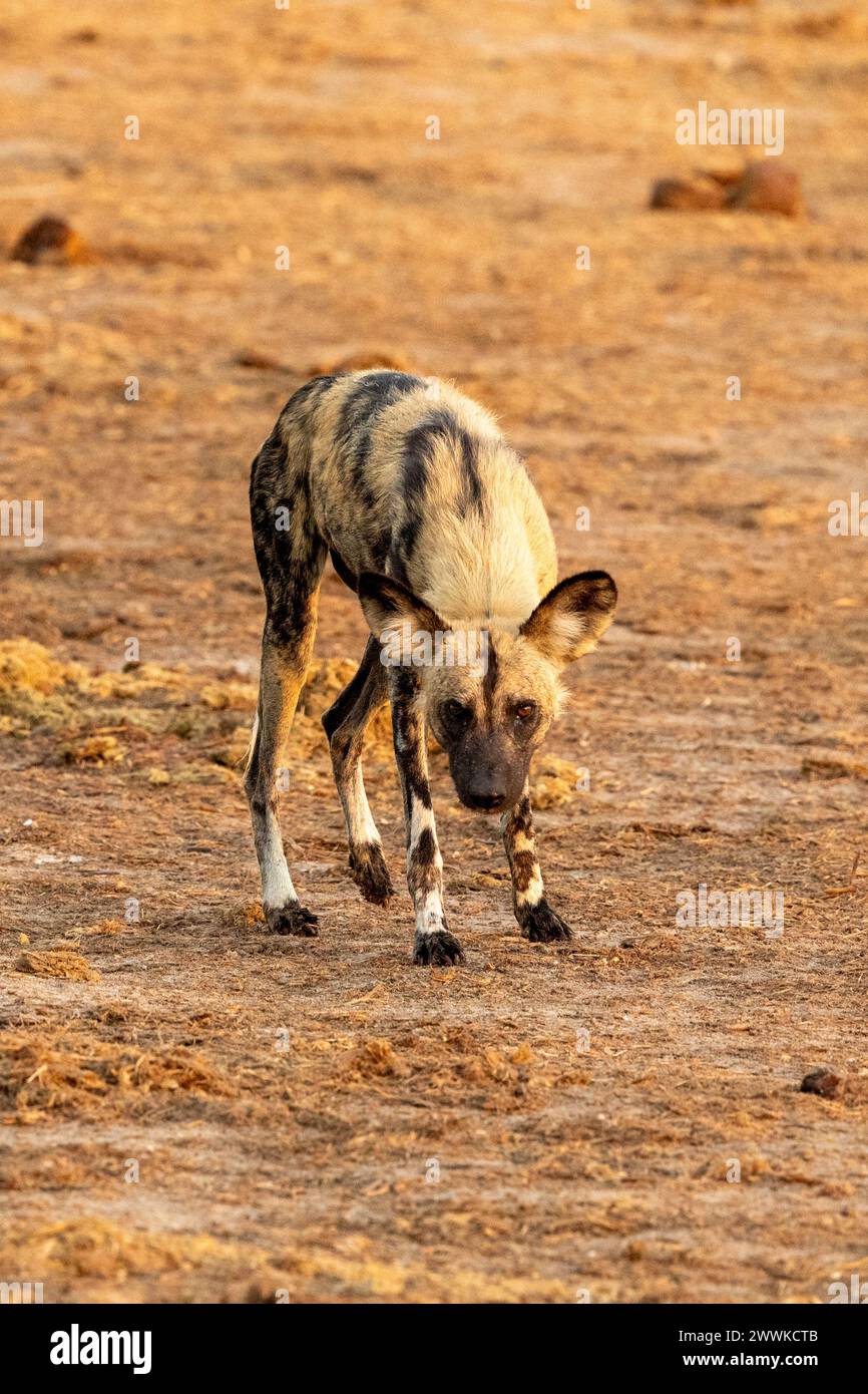 Ritratto di un cane selvatico africano in Botswana, Africa Foto Stock