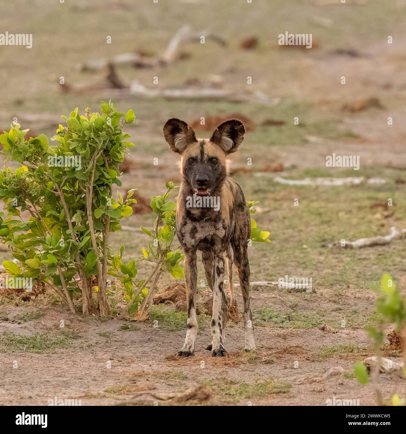 Ritratto di un cane selvatico africano in Botswana, Africa Foto Stock