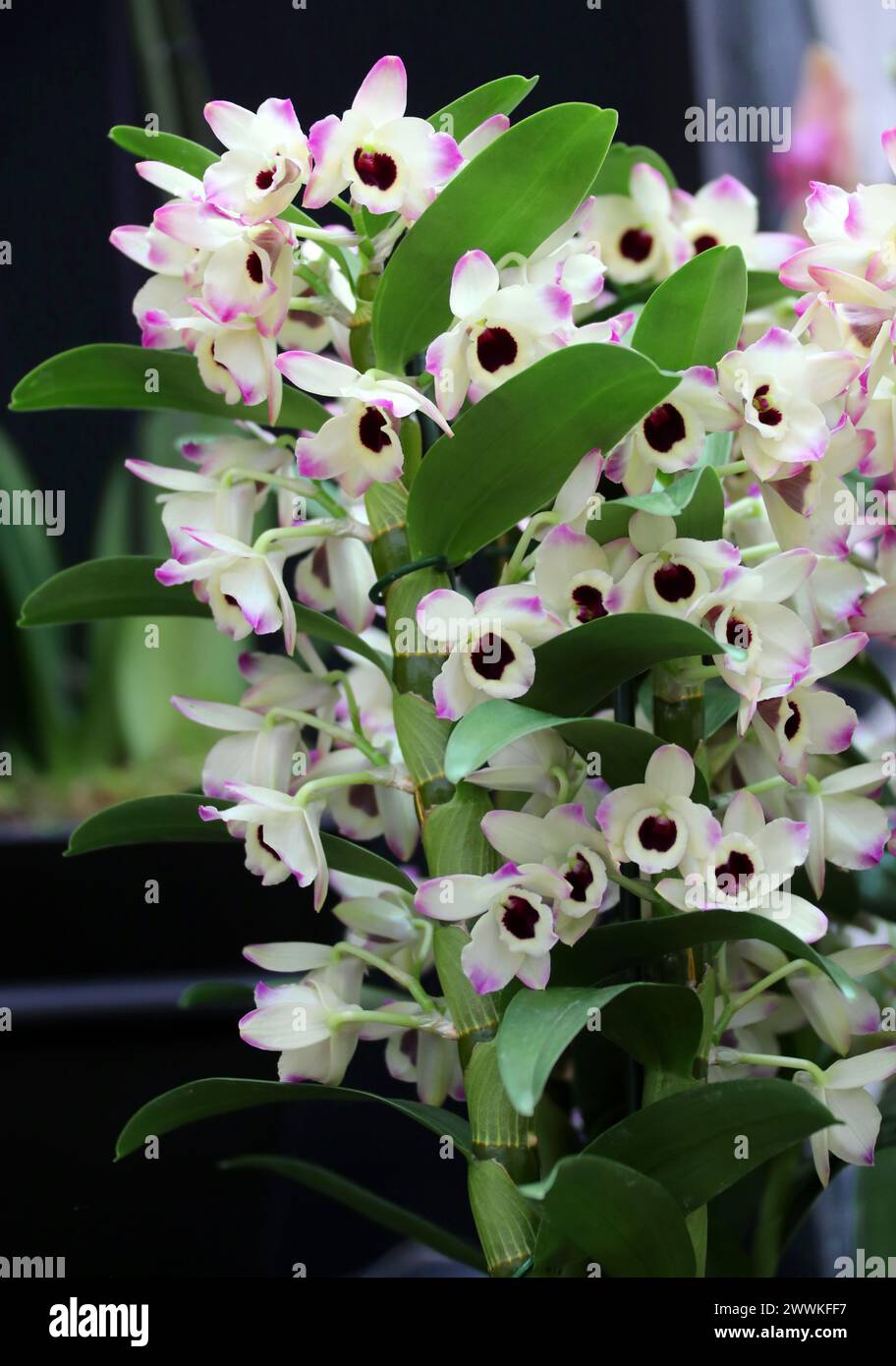 Orchidea, Dendrobium Brilliant Smile, Dendrobiinae, Orchidaceae. Il Dendrobium è un genere di orchidee per lo più epifitiche e litofisiche. Foto Stock
