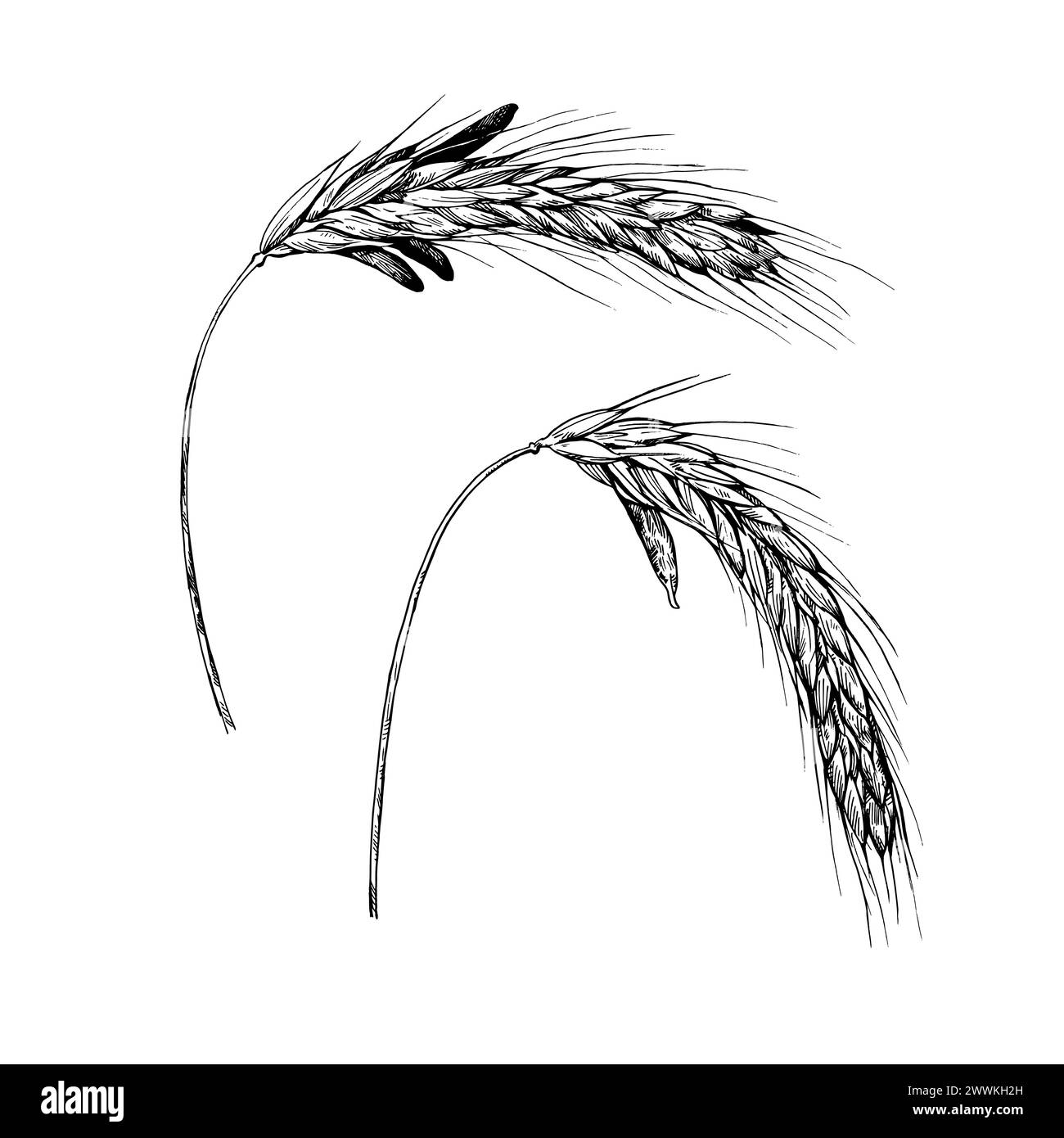 Illustrazione vettoriale delle orecchie di segale con ergot, Claviceps purea. Disegno a inchiostro della malattia delle piante fungine Illustrazione Vettoriale