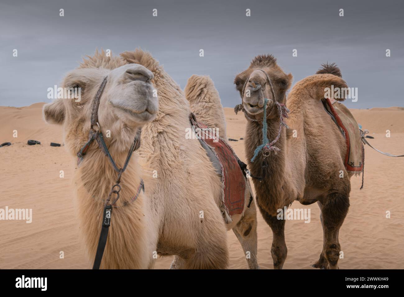 Chiudi un ritratto dei tre divertenti cammelli nel deserto della Mongolia interna, Cina. Umorismo animali, copia spazio per il testo Foto Stock