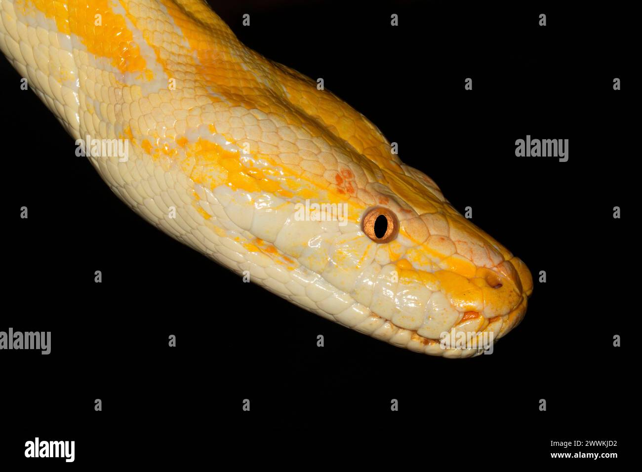Pitone birmano Albino (Python bivittatus), Reptile Expo, Polk County Fairgrounds, Oregon Foto Stock