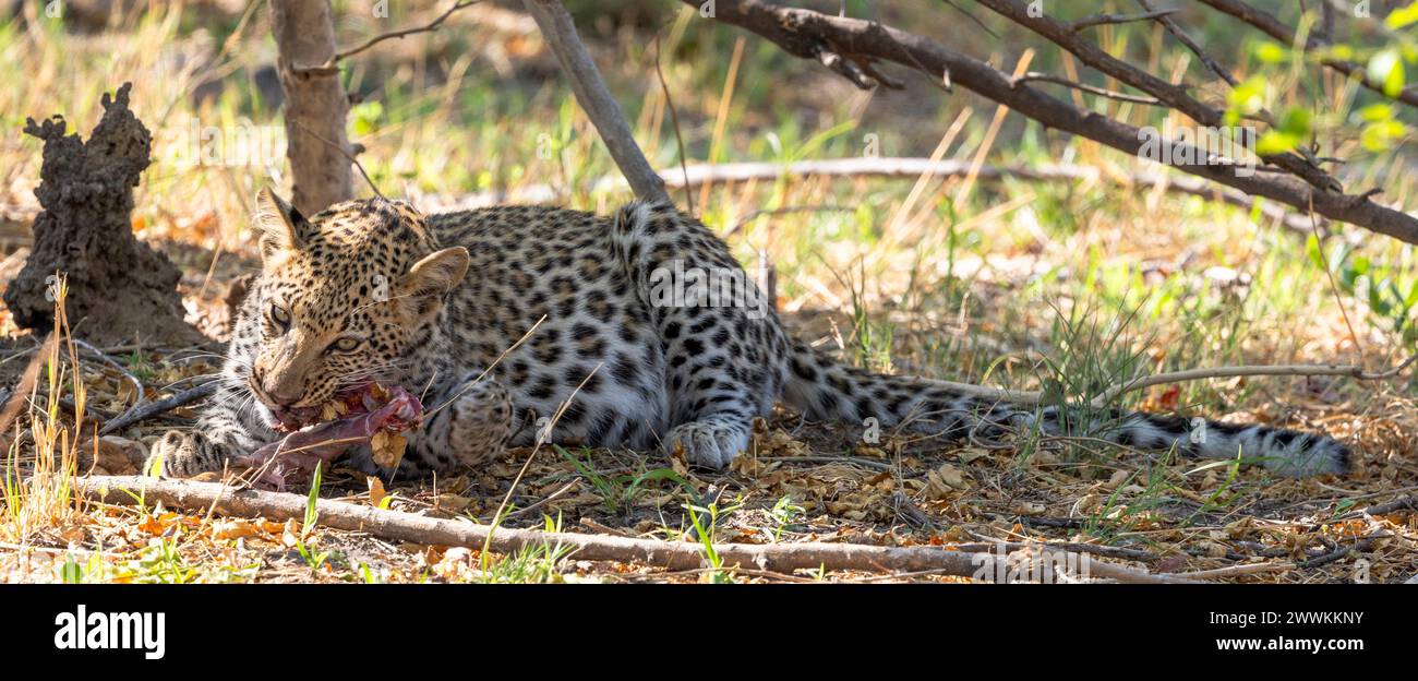 Leopardo che mangia uno steenbok dopo una caccia in Botswana, Africa Foto Stock