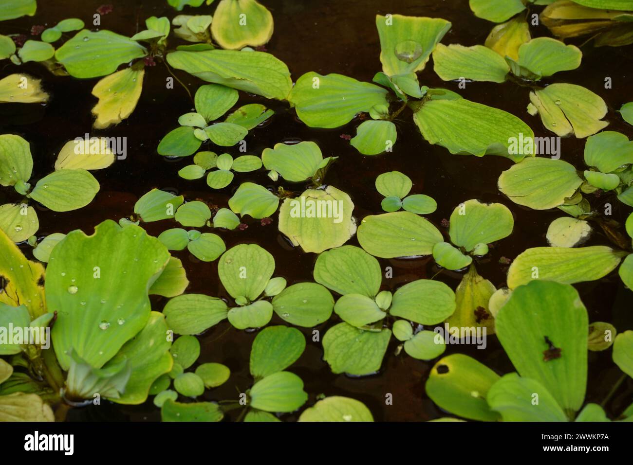 Foto di scorta di pesci e di alcune attrezzature per acquari Foto Stock