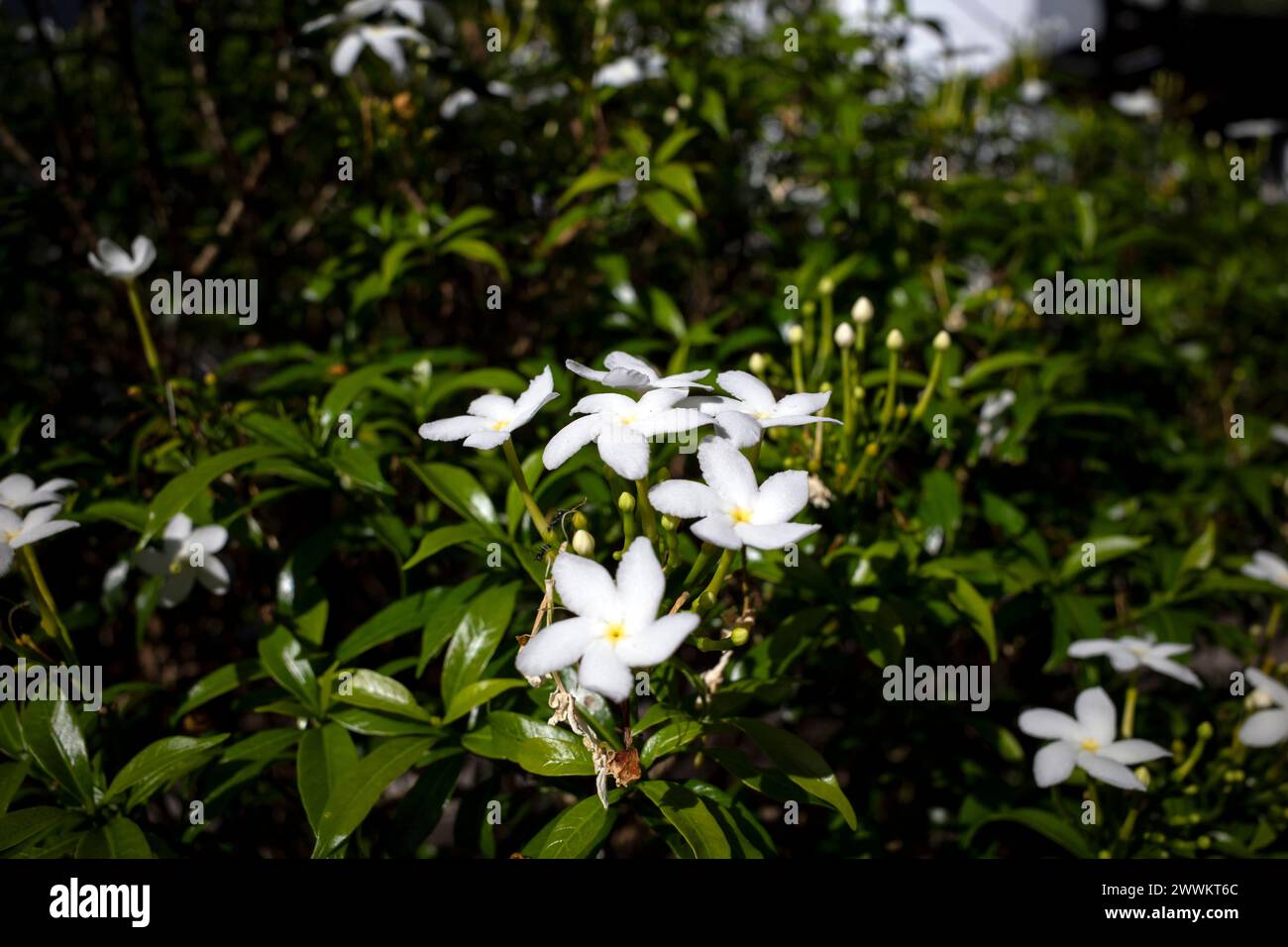 Fiori di gelsomino crepato bianco (Tabernaemontana divaricata), fuoco poco profondo. Foto Stock