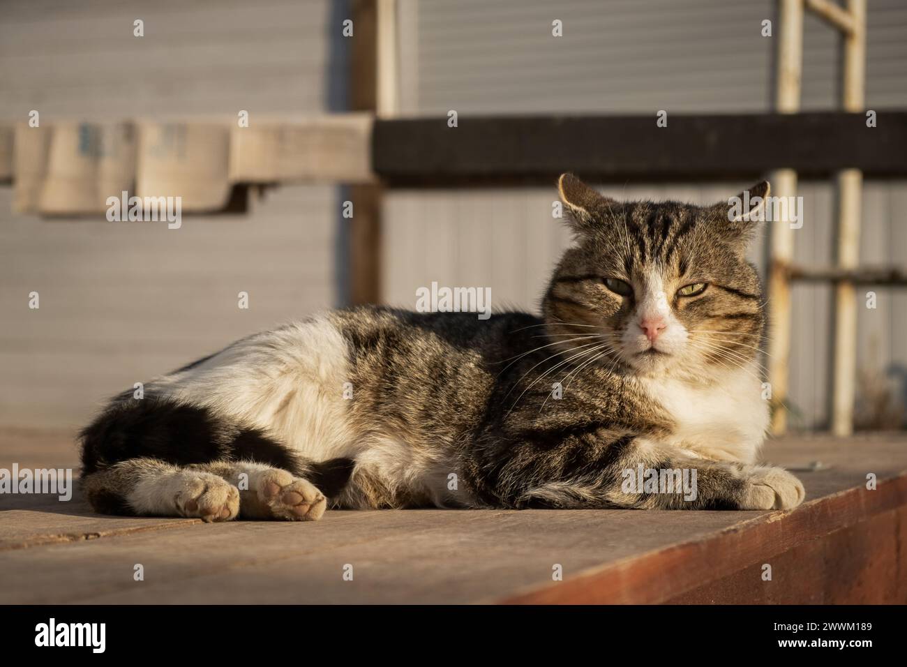 Il gatto sta crogiolandosi al sole. Divertente gattino grigio-bianco a strisce gode dei caldi raggi del sole. Primo piano del gatto nel cortile. Il concetto di primavera, caldo Foto Stock