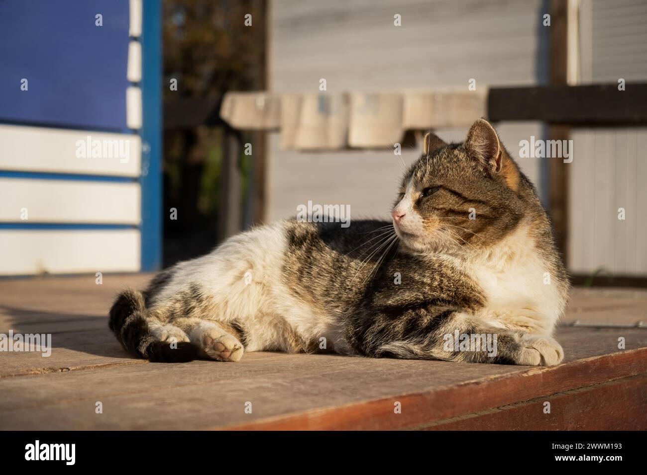 Il gatto sta crogiolandosi al sole. Divertente gattino grigio-bianco a strisce gode dei caldi raggi del sole. Primo piano del gatto nel cortile. Il concetto di primavera, caldo Foto Stock