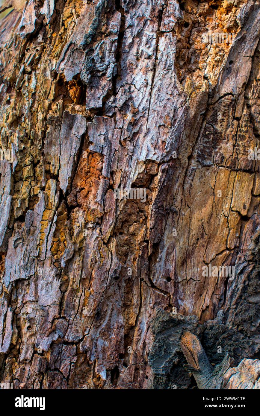 superficie ruvida di corteccia di un albero primo piano, sfondo Foto Stock